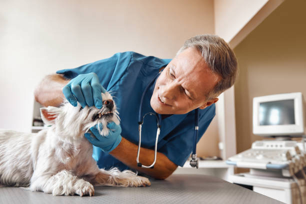Best After-Hours Emergency Dentist in Big Bass Lake, PA